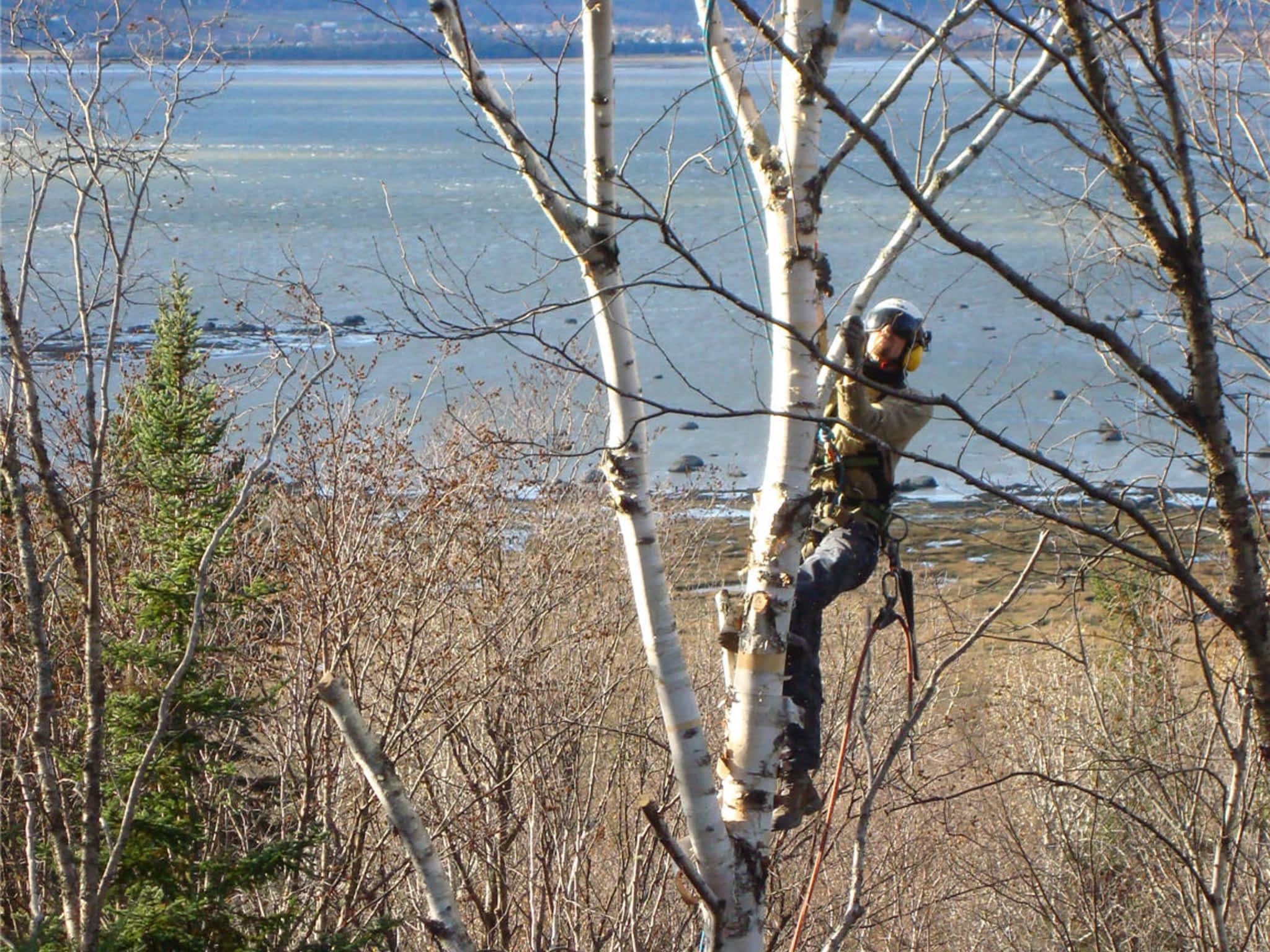 photo COOP de l'Arbre