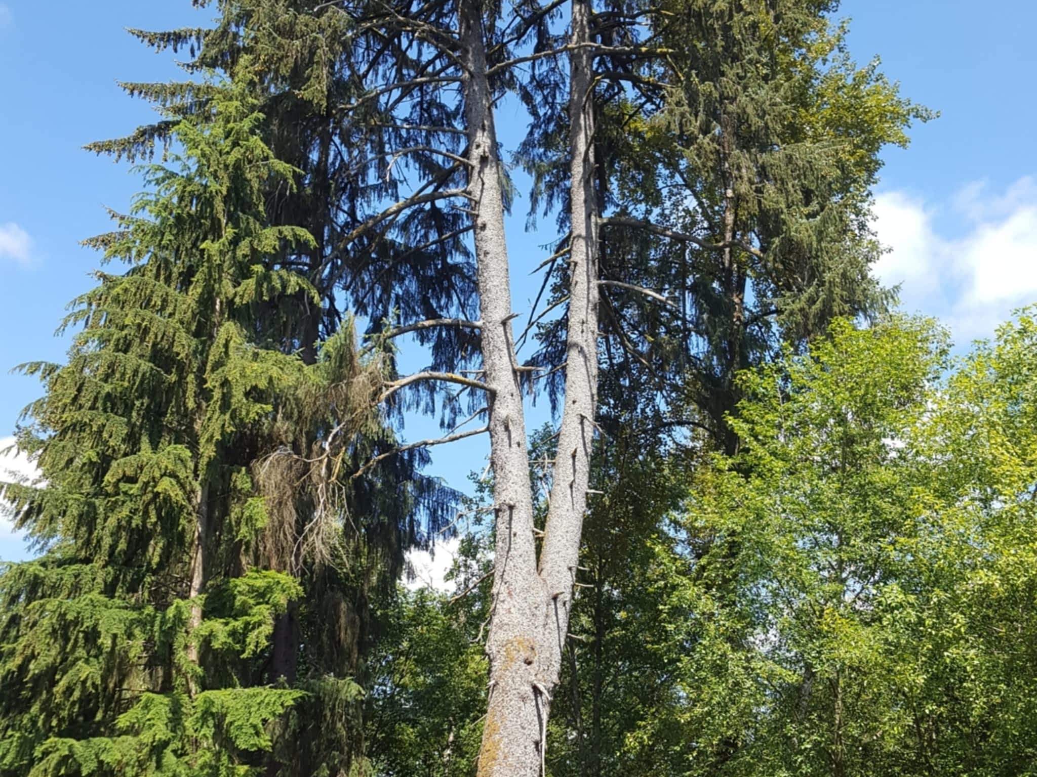 photo Ridge Meadows Tree Service LTD 2.0