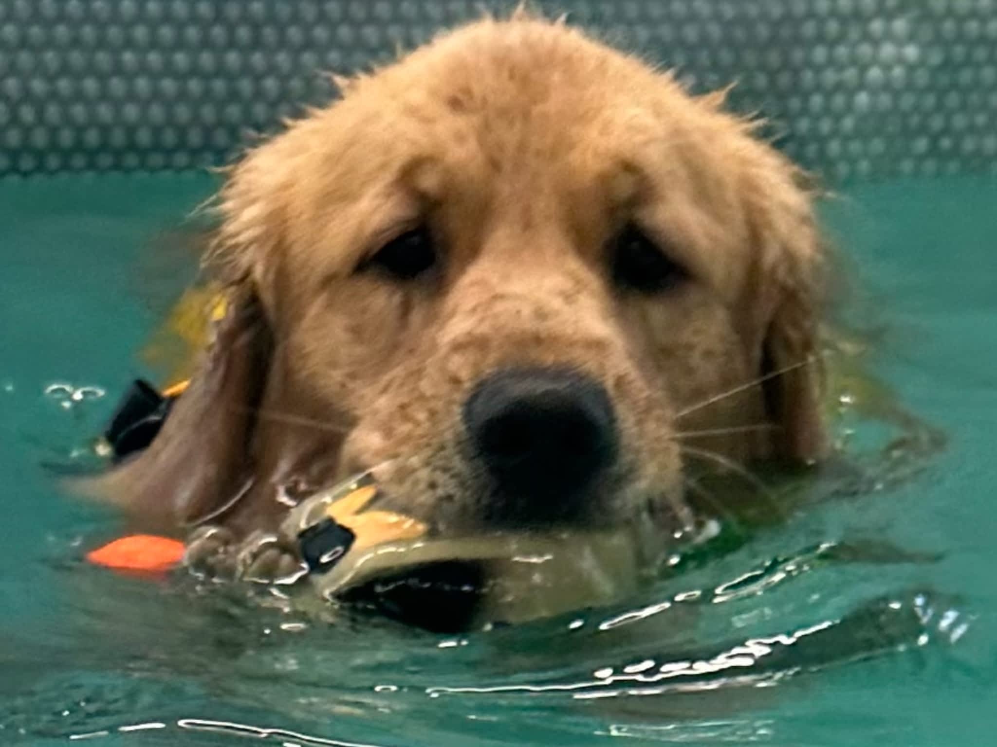 photo Frisky Pup Canine Hydrotherapy & Fitness