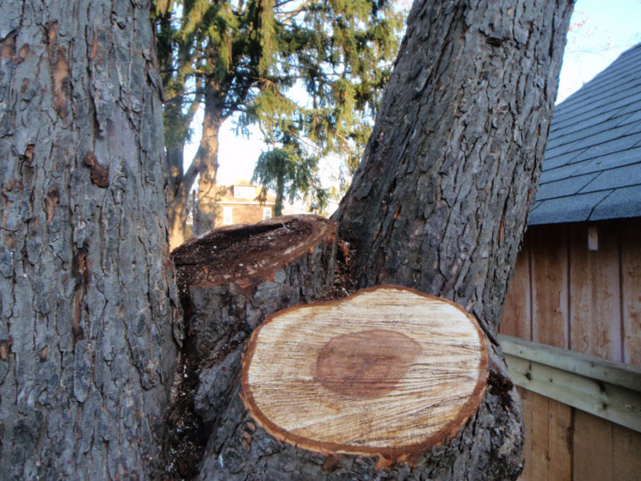 Apes Tree Service Ingersoll, ON 293559 Culloden Rd Canpages