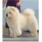 Fifty Shades Of Fur - Logo