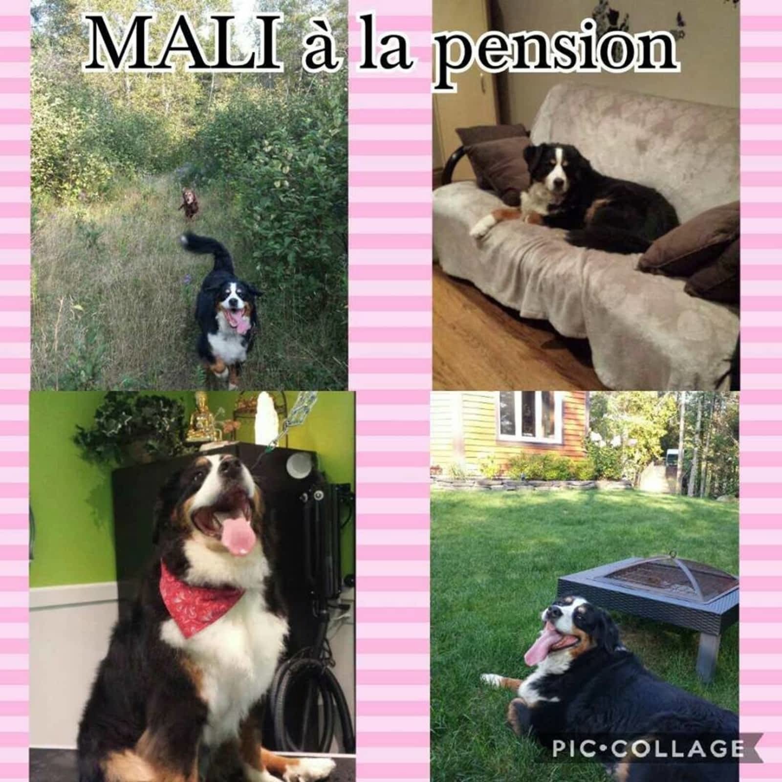 Anima Zen Toilettage Et Garderie Pour Chiens Et Chats