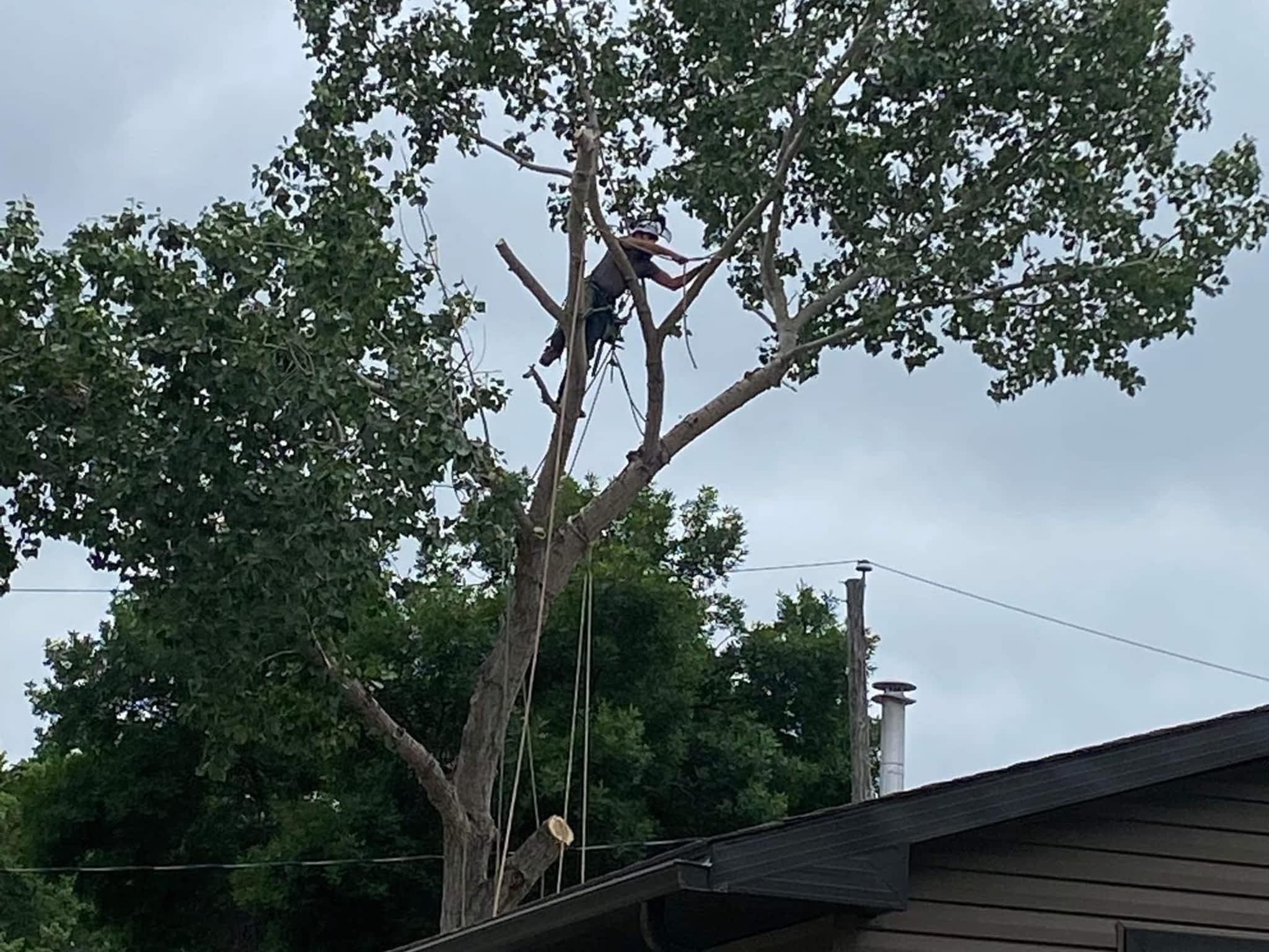 photo Sunset Tree Co