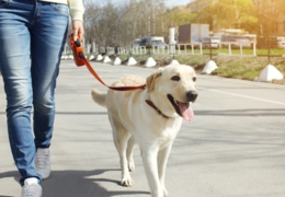 Top dog: Vancouver's best dog-walking companies