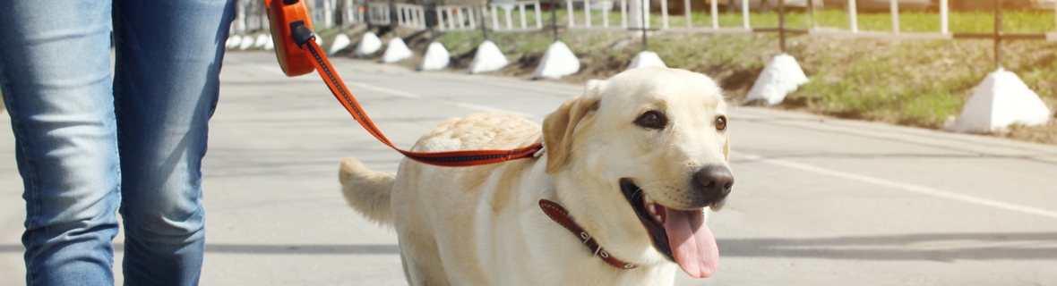 Top dog: Vancouver's best dog-walking companies