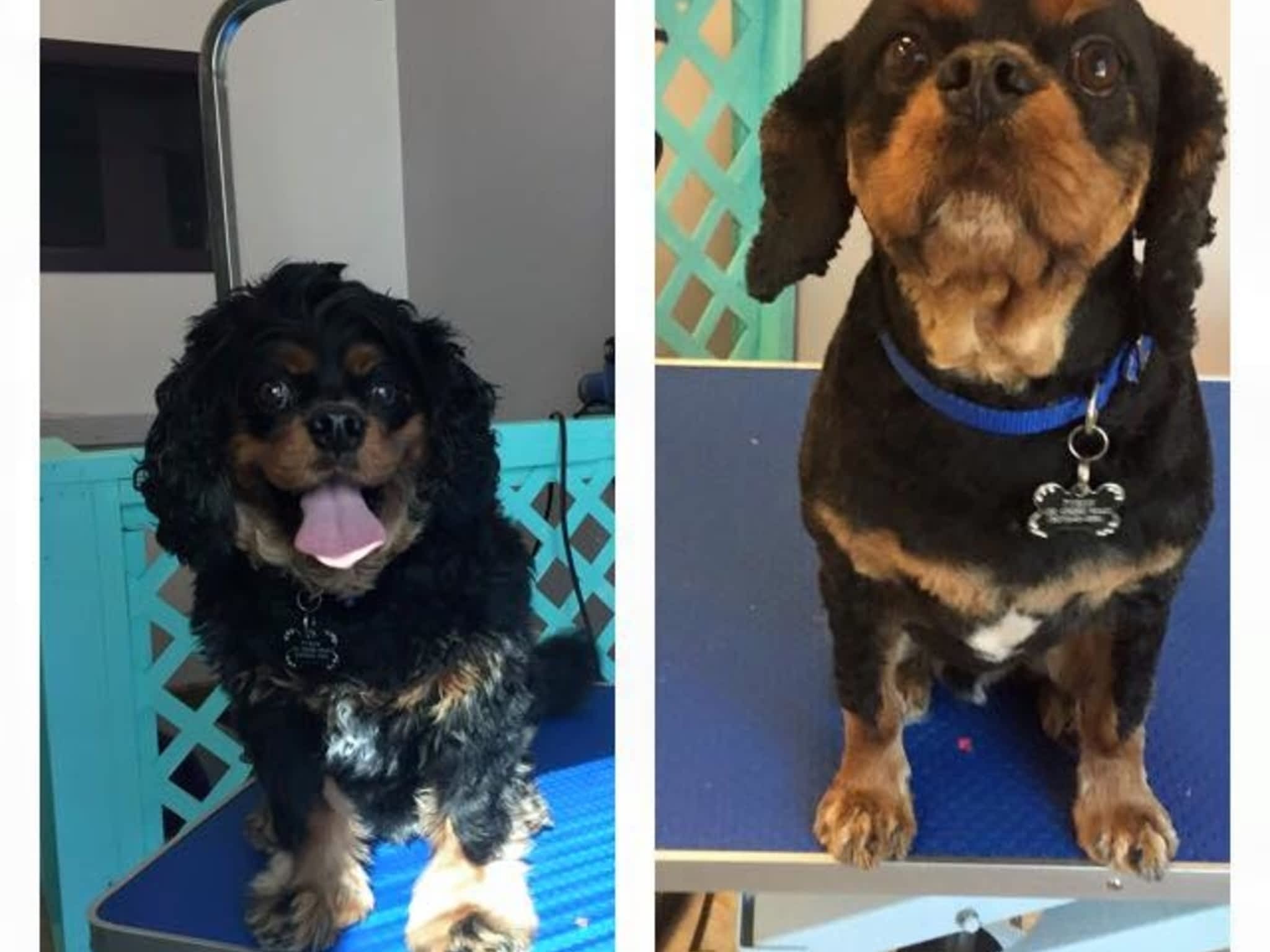photo Wizard of Pawz Dog Grooming