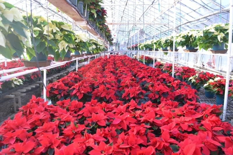 Springbank Greenhouses & Nursery - Mississauga, ON - 2011 Springbank Rd