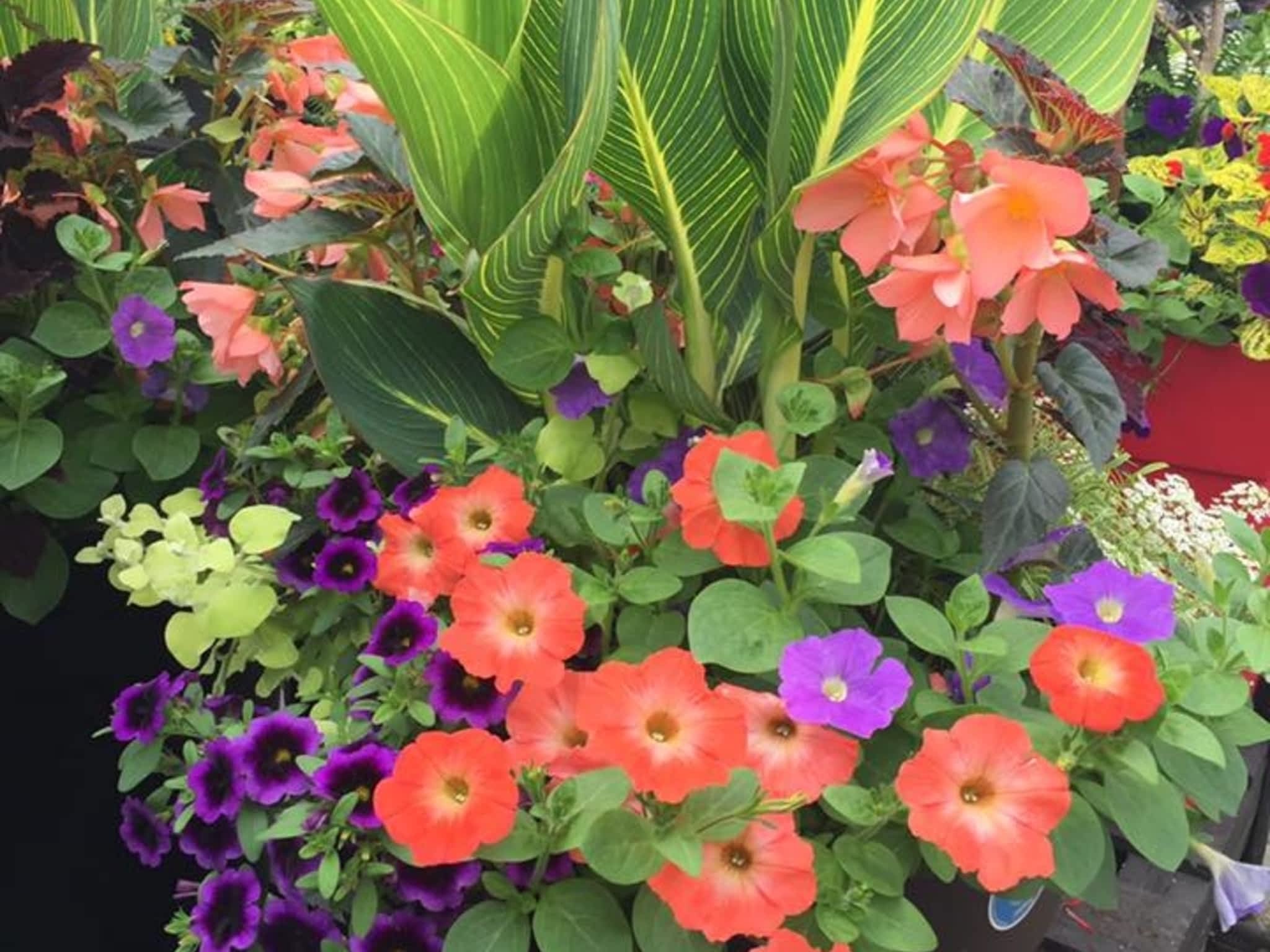 photo La Pépinière - fleuriste Daigneault