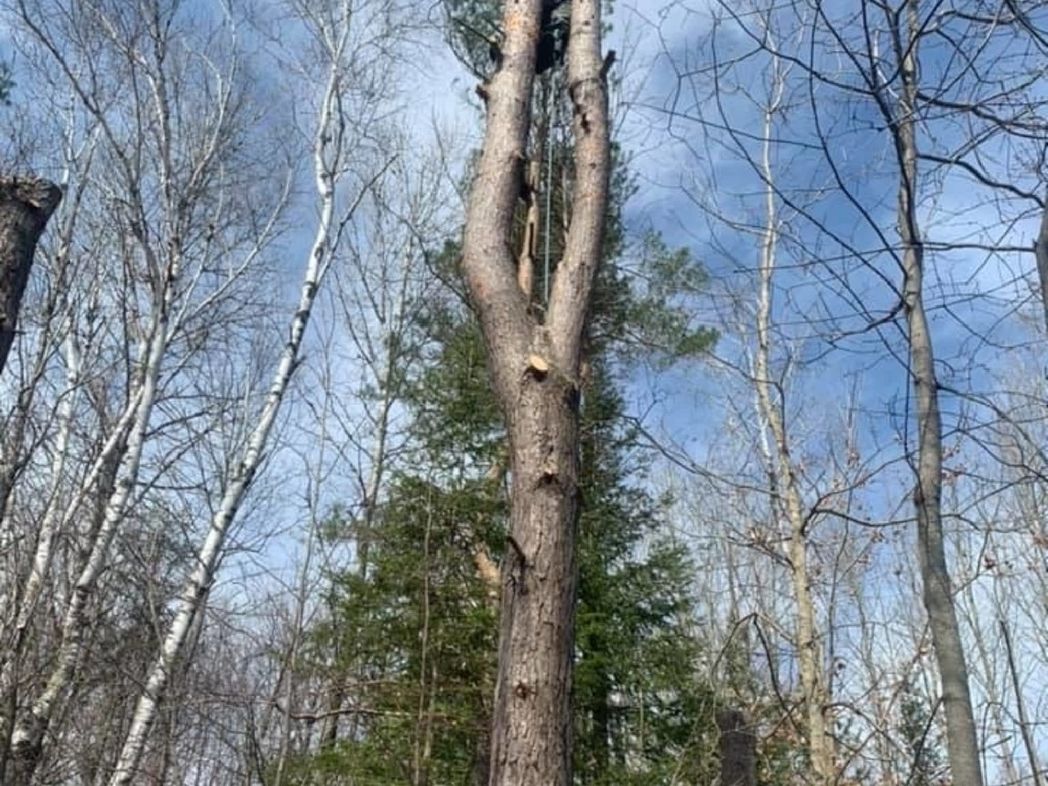 photo Sargeant Tree Removal