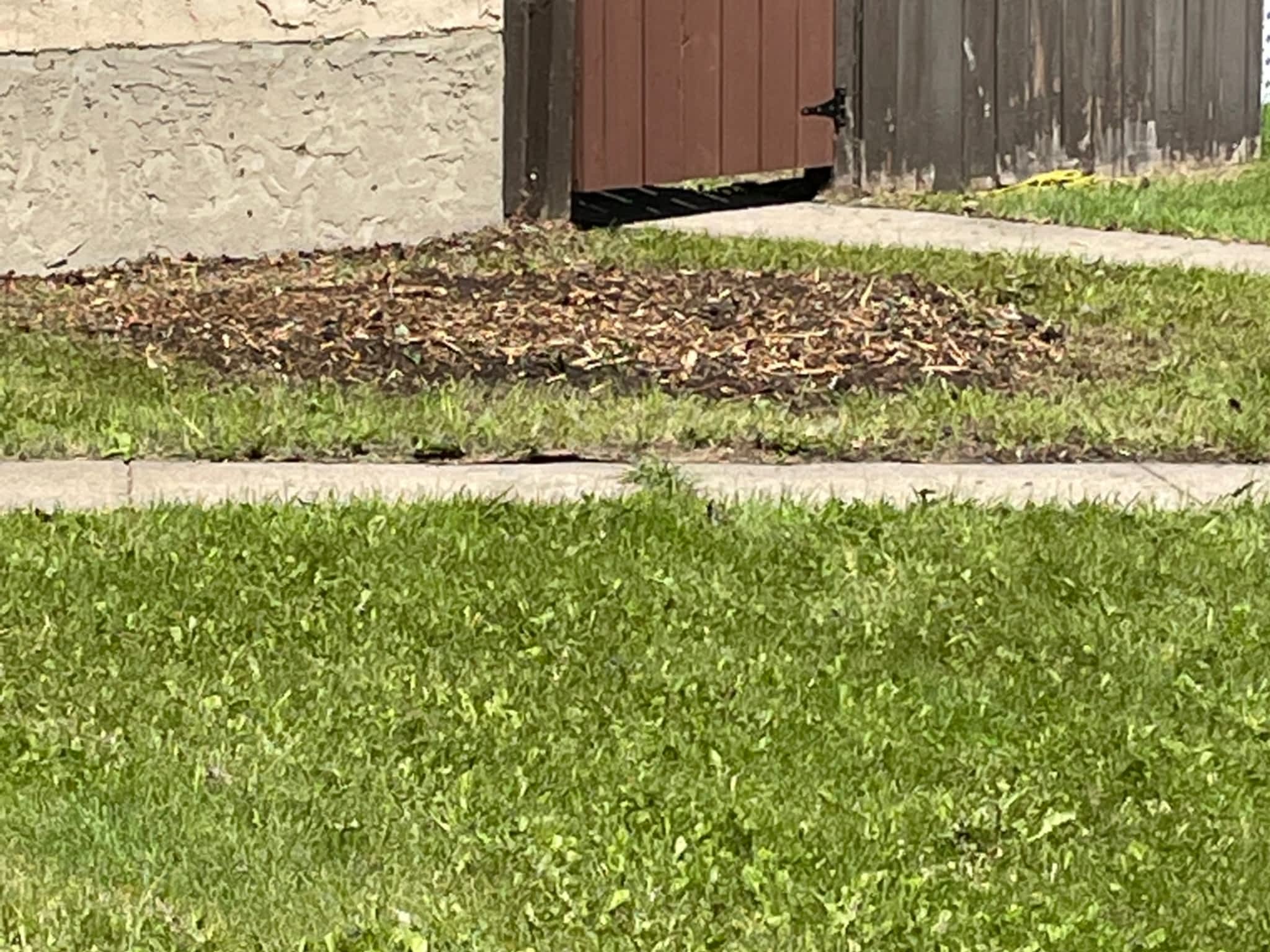 photo Grindpro tree stump grinding