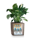 Office Plants Toronto - Grossistes de plantes d'intérieur et entretien de plantes