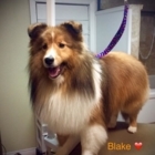 Lassie Salon - Pet Grooming, Clipping & Washing
