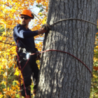 Abattage Denis Savard - Tree Service