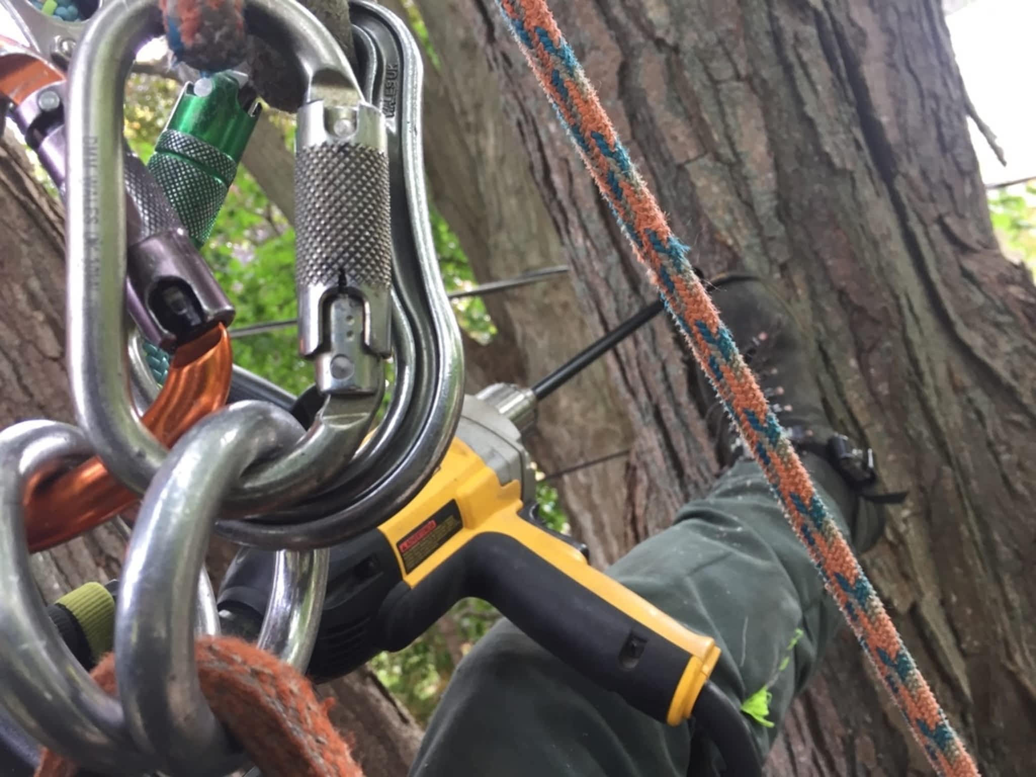 photo Zen Tree Care Consulting Inc