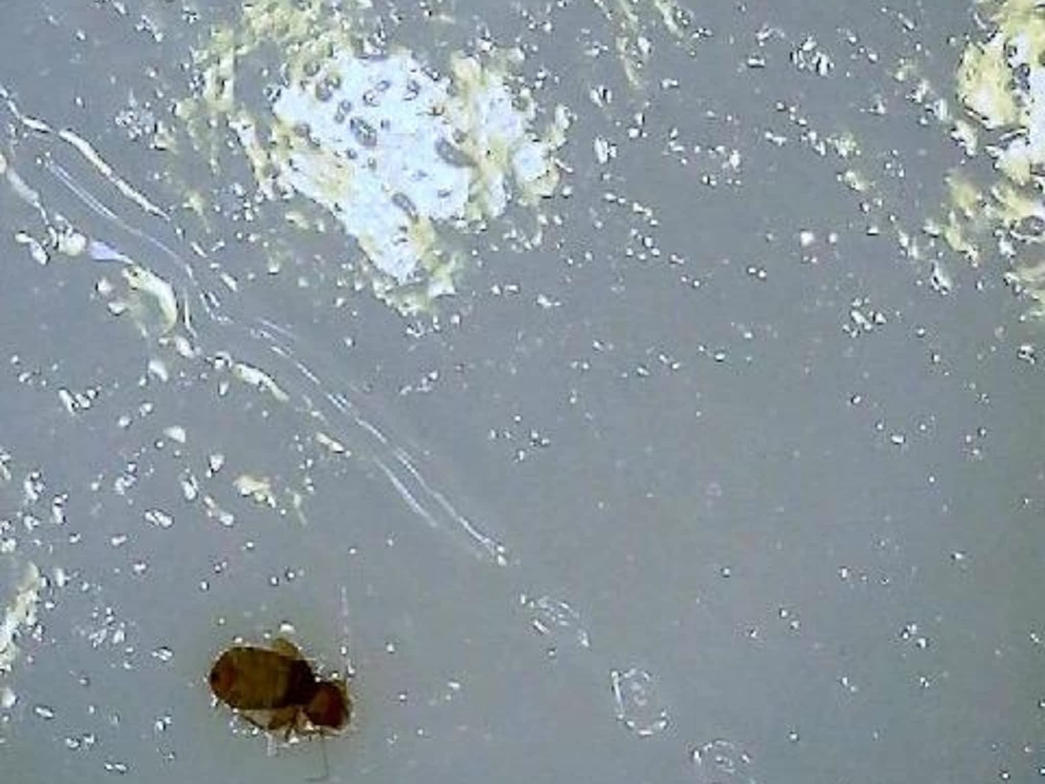 photo Phantom Pest Control Maple Ridge