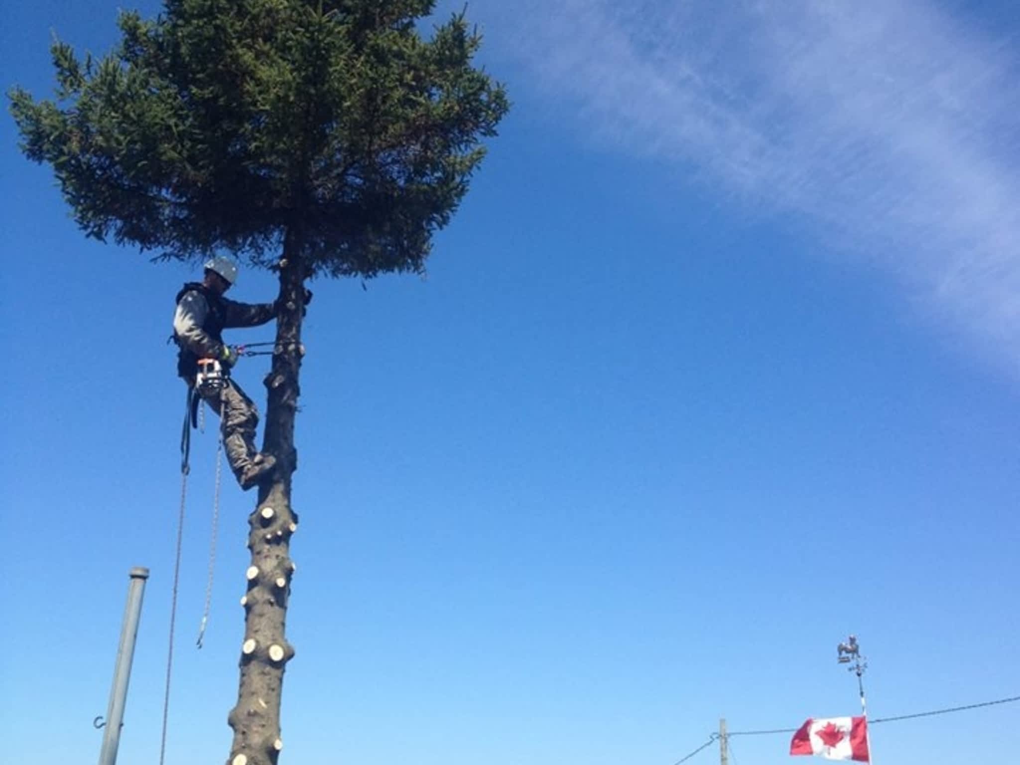 photo Arboriculture Thibault