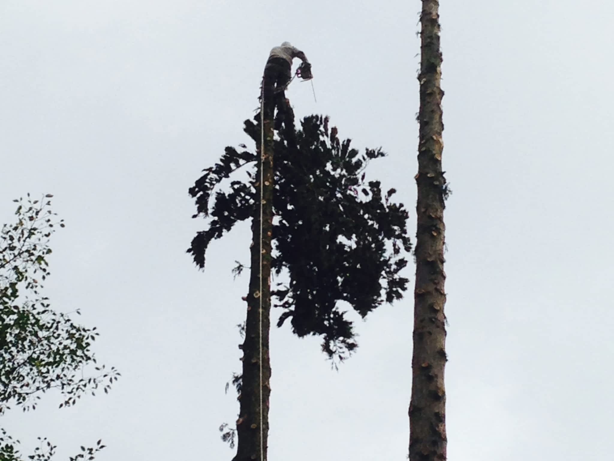 photo Moncton Tree Service