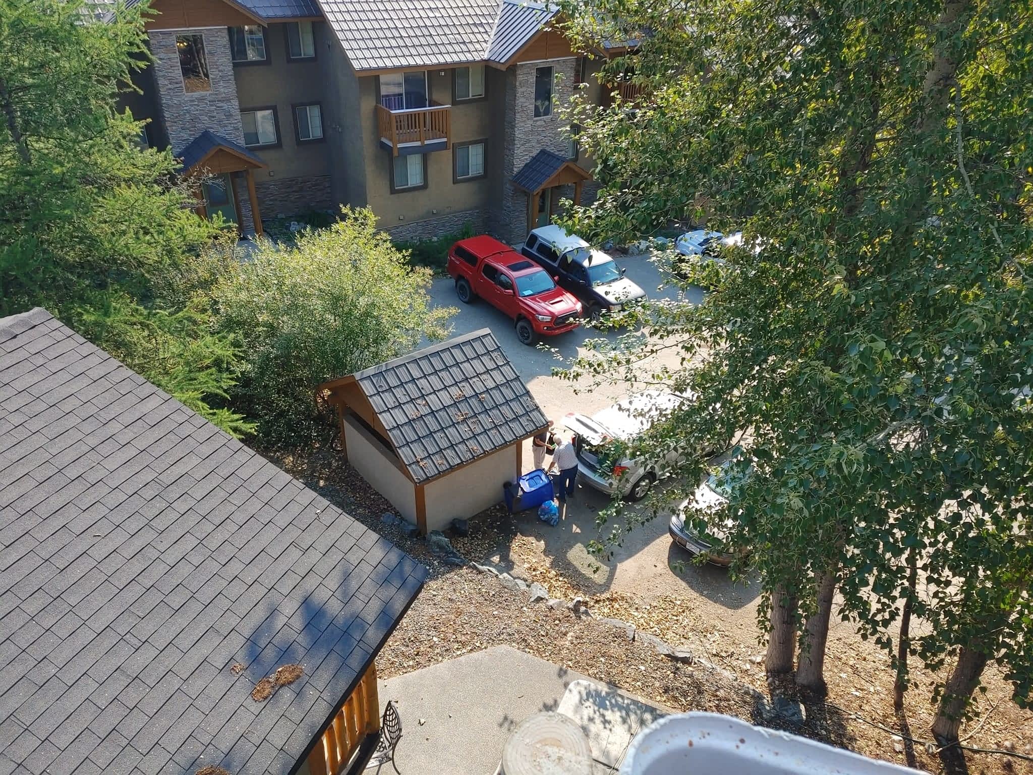 photo DW Tree Removal