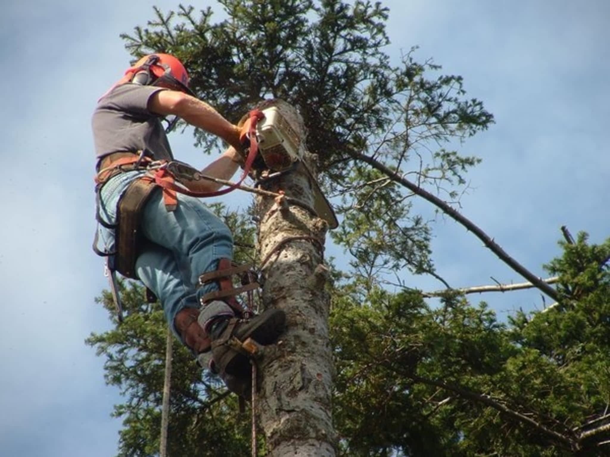 photo Harbourview Tree Experts