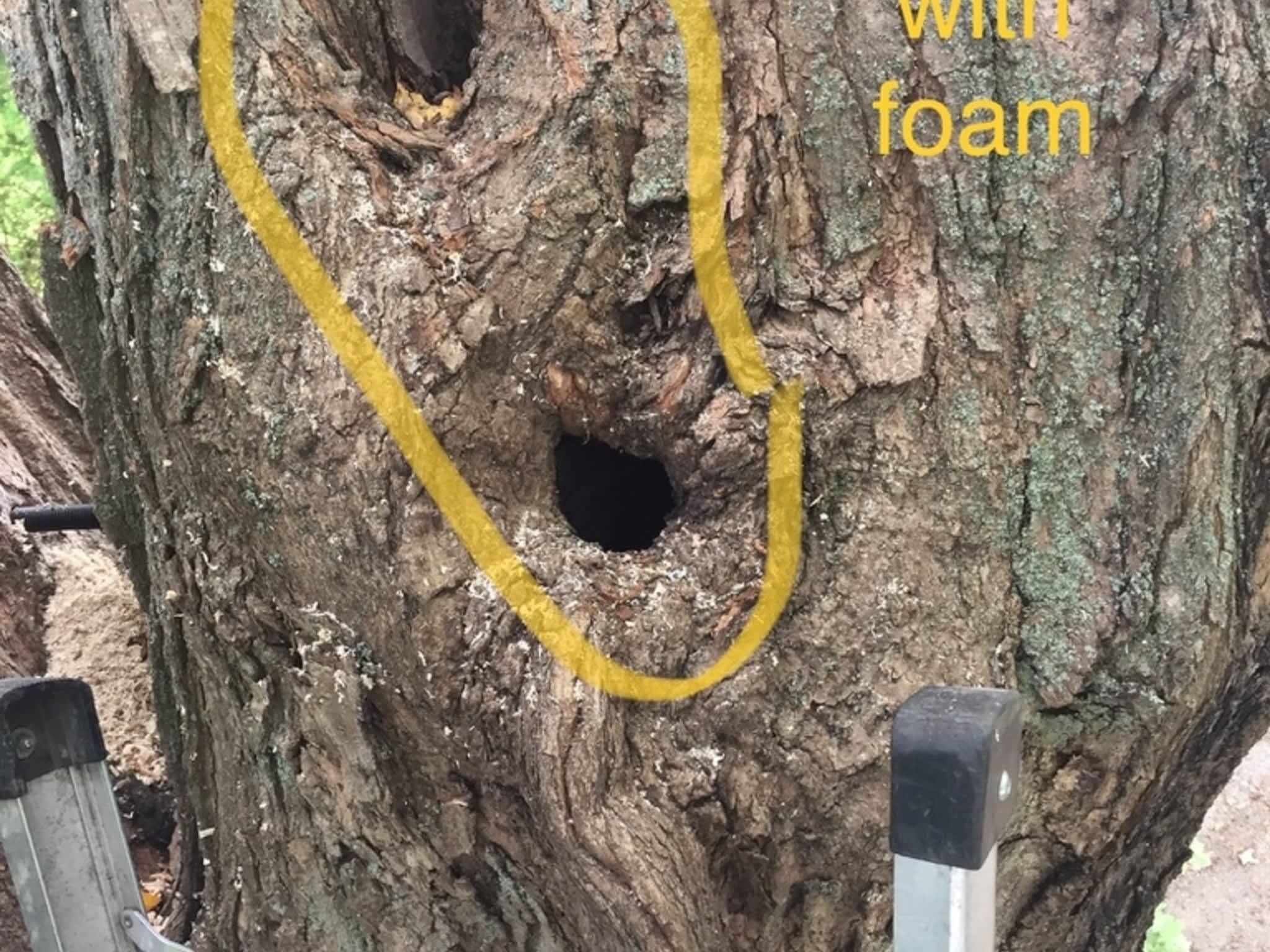 photo Zen Tree Care Consulting Inc