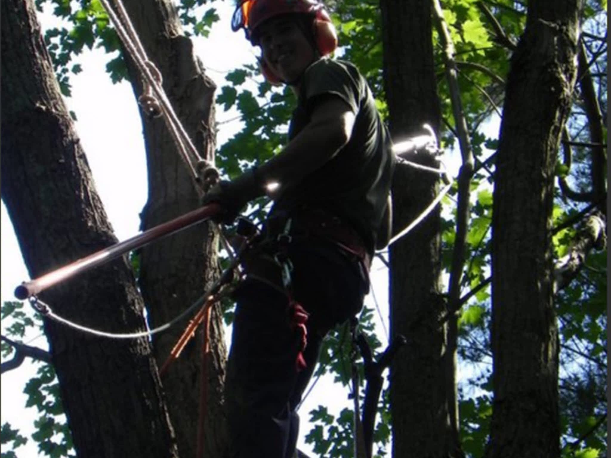 photo Arboris Tree Care