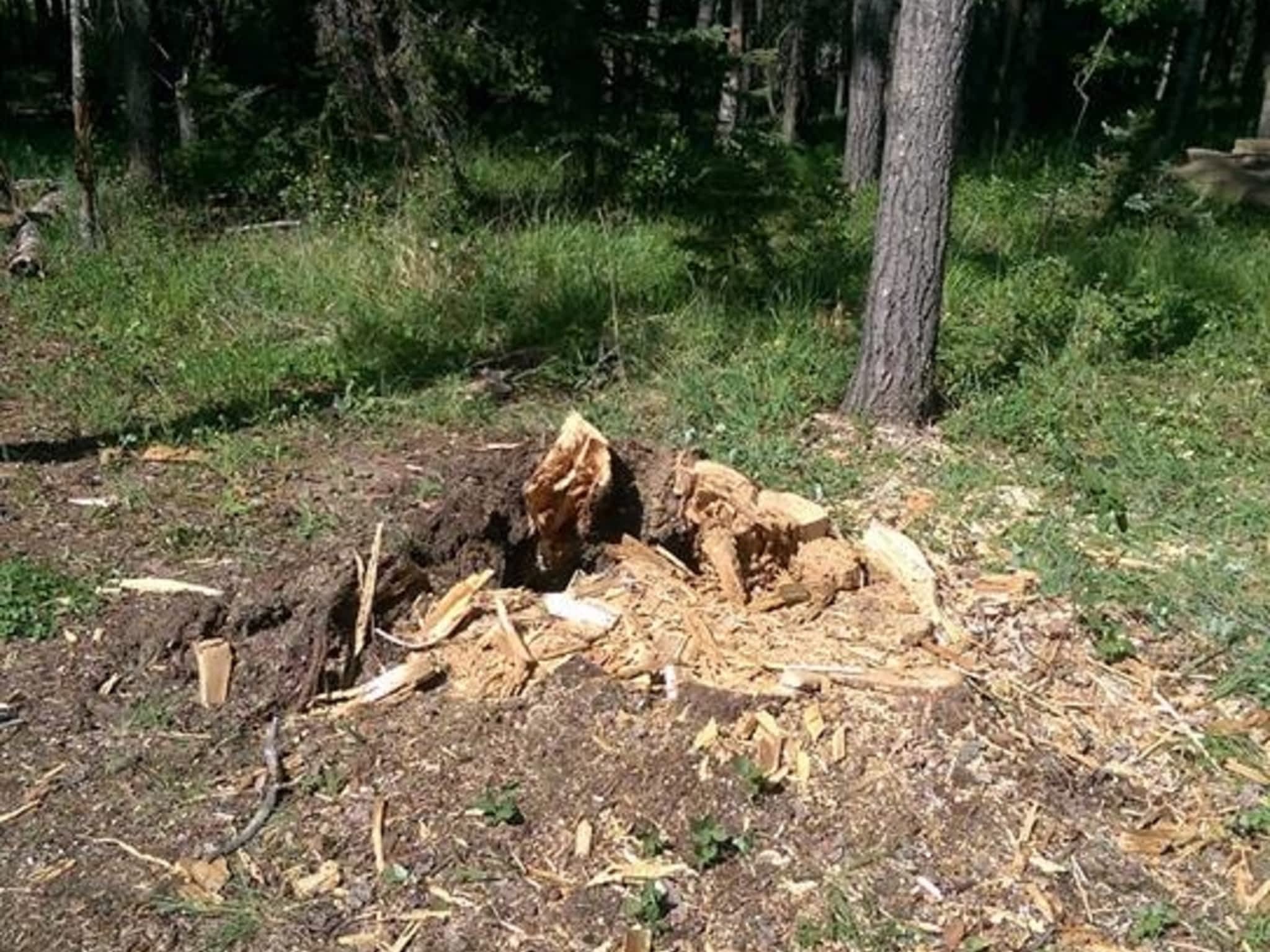 photo Stubborn Stump Grinding and Tree Care