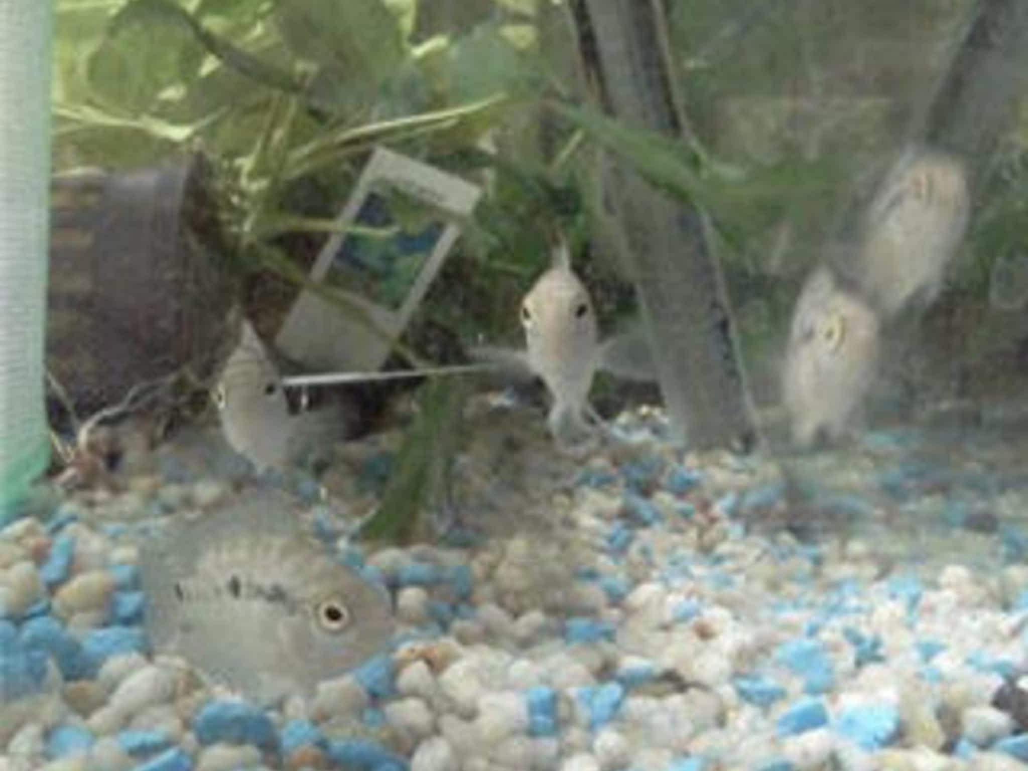 photo Animal Essentials