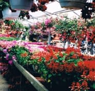 A M Garden Centre Sod Supply 4171 Colonel Talbot Rd London On