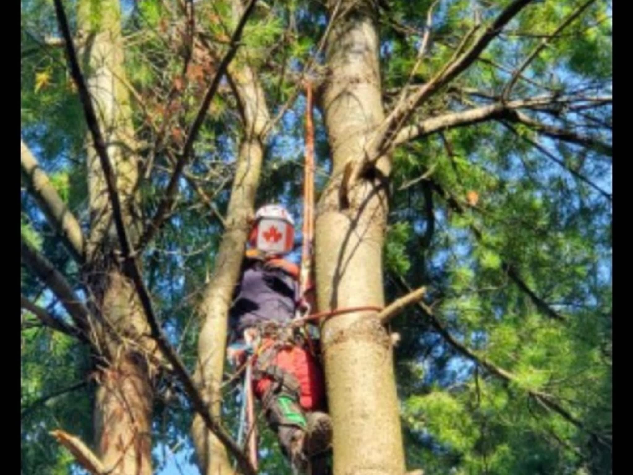 photo Andovic Tree Services