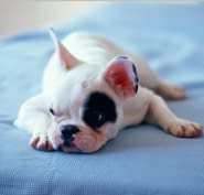 blue mountain kennels