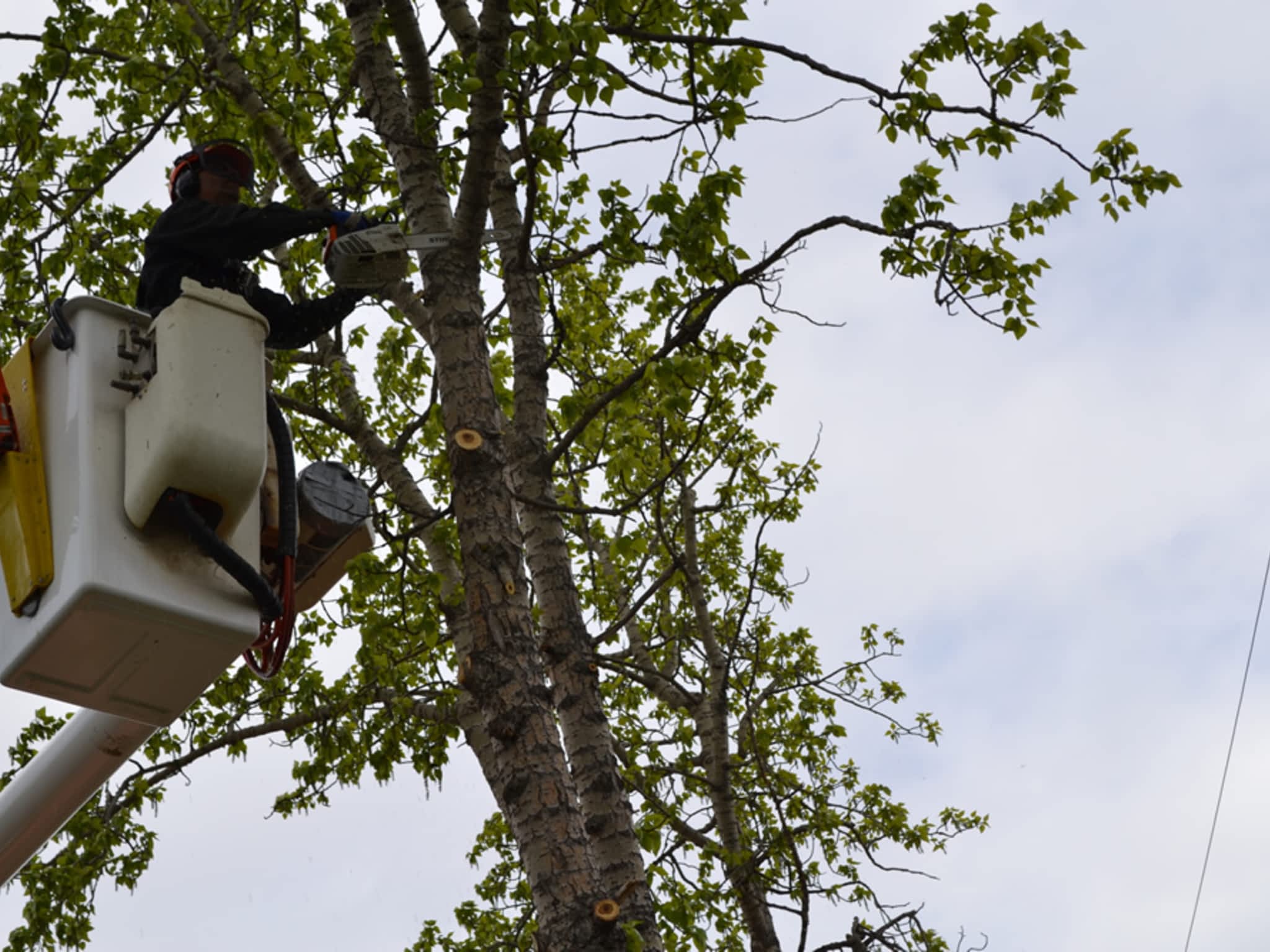 photo Evergreen Custom Tree Services