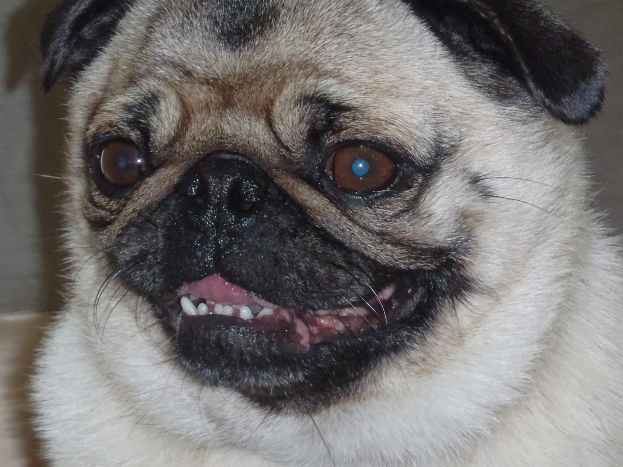 photo Thoughtful Paws