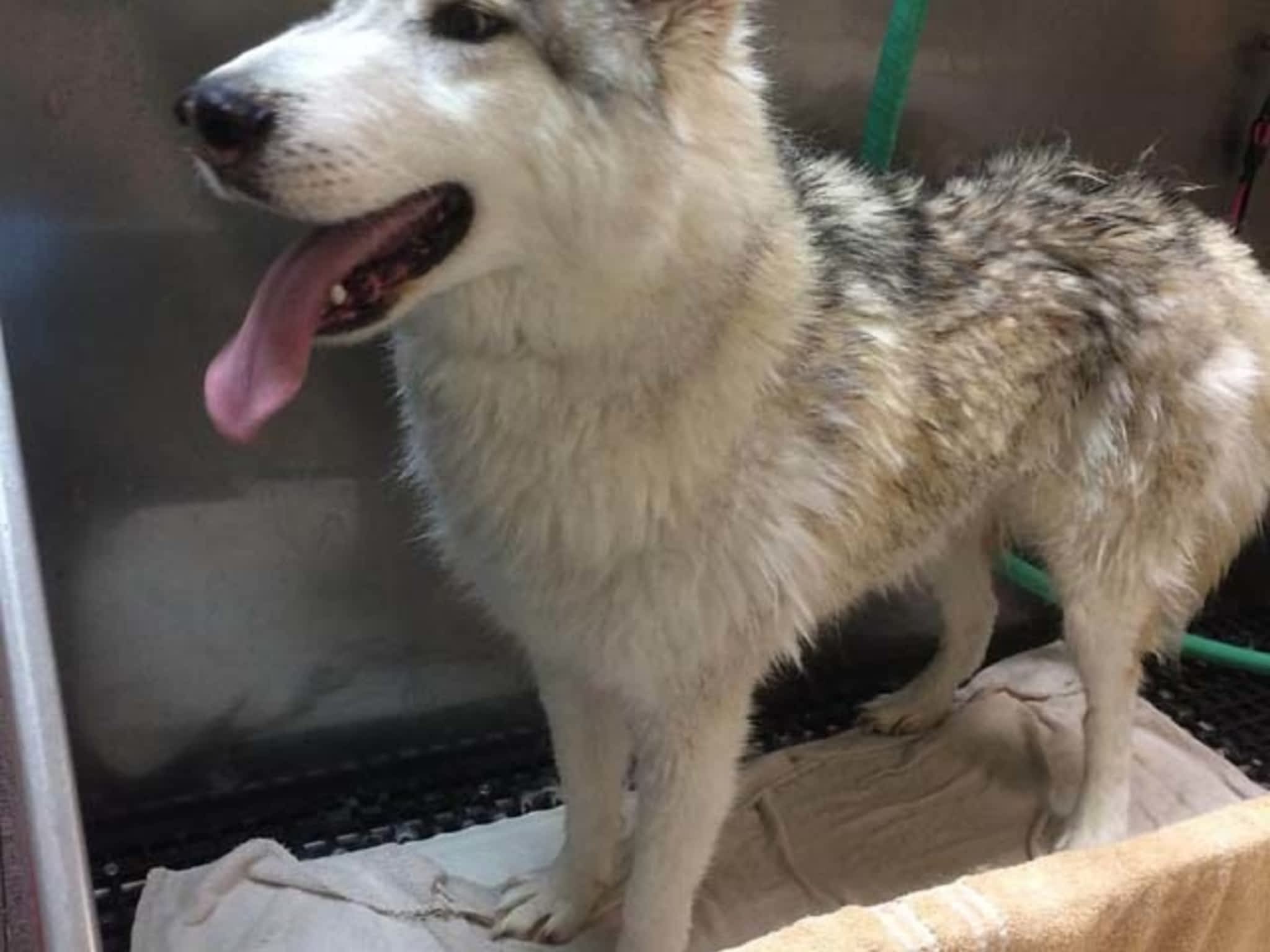 photo Tangles 2 Tame Dog Grooming