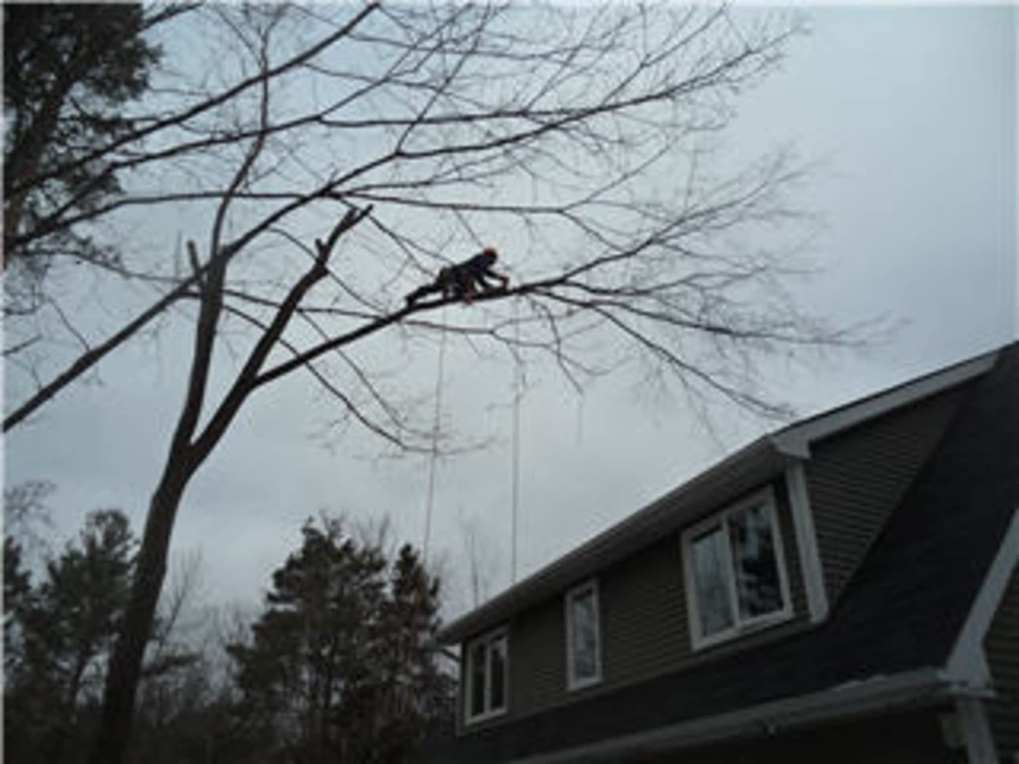 photo Bark Ridge Tree Service