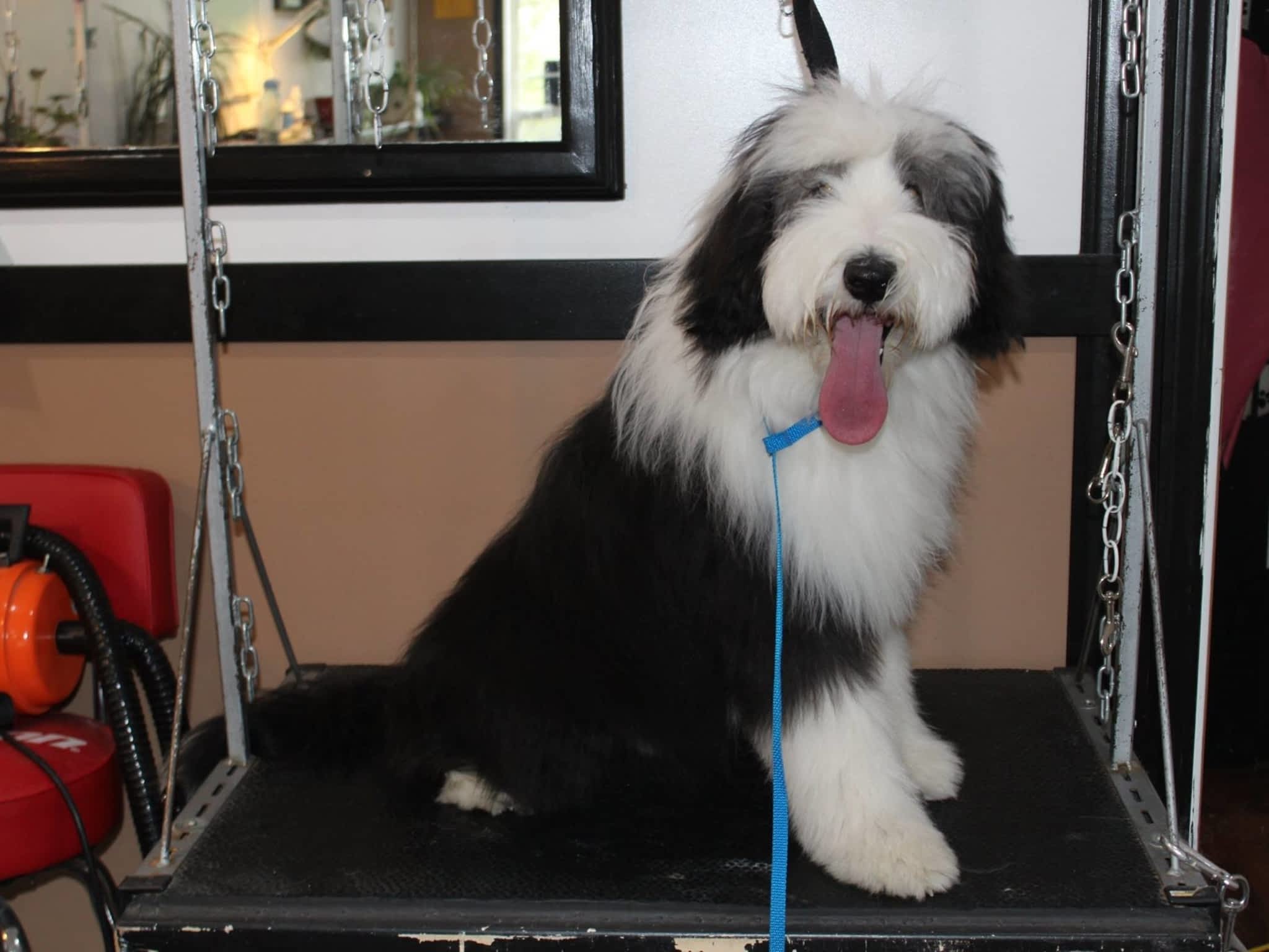 photo Clip & Tails Grooming Inc