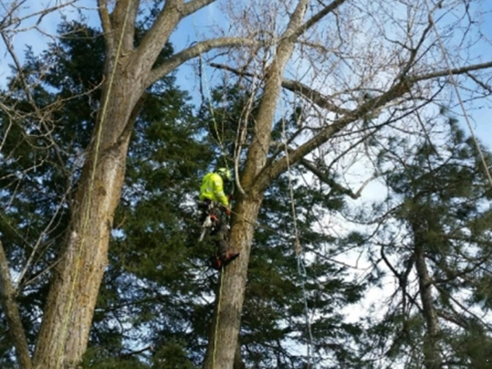 photo Green Leaf Tree Service