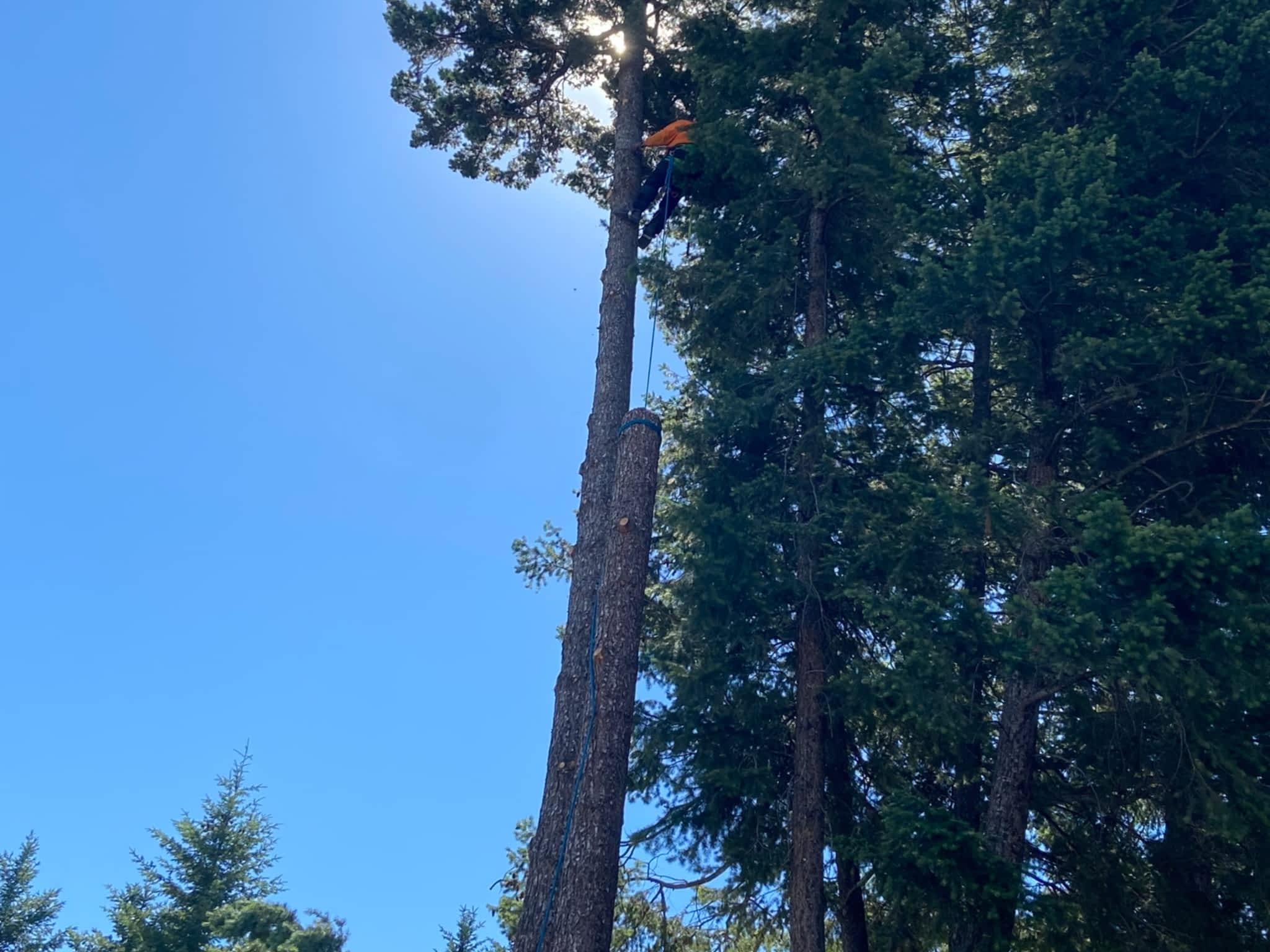 photo Twin Rivers Tree Service and Landscaping - Frase r Valley