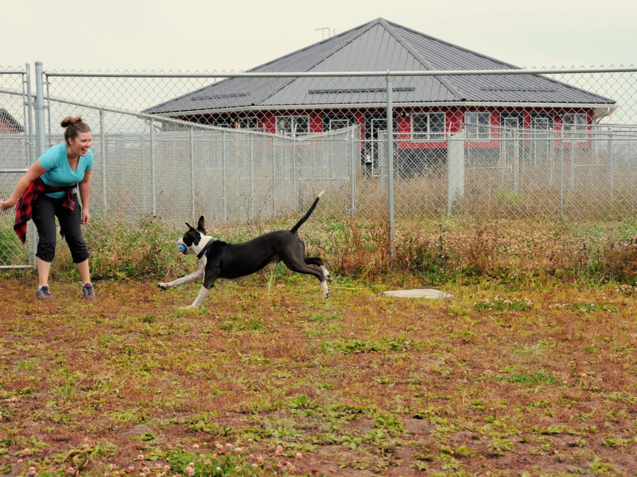 photo 780 Kennels