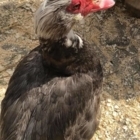 Thistle Hill Farm Petting Zoo & Pony Rides - Zoos