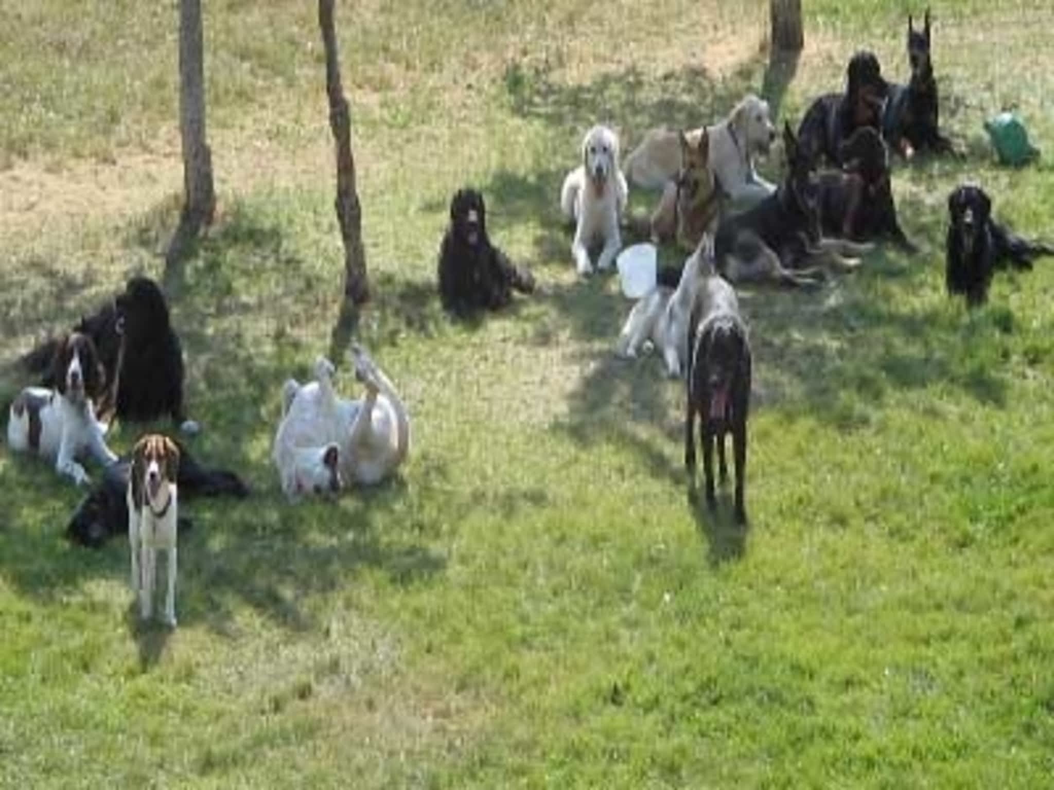 Animal House Dog & Cat Boarding Seven Persons, AB 12208 Range Rd 72