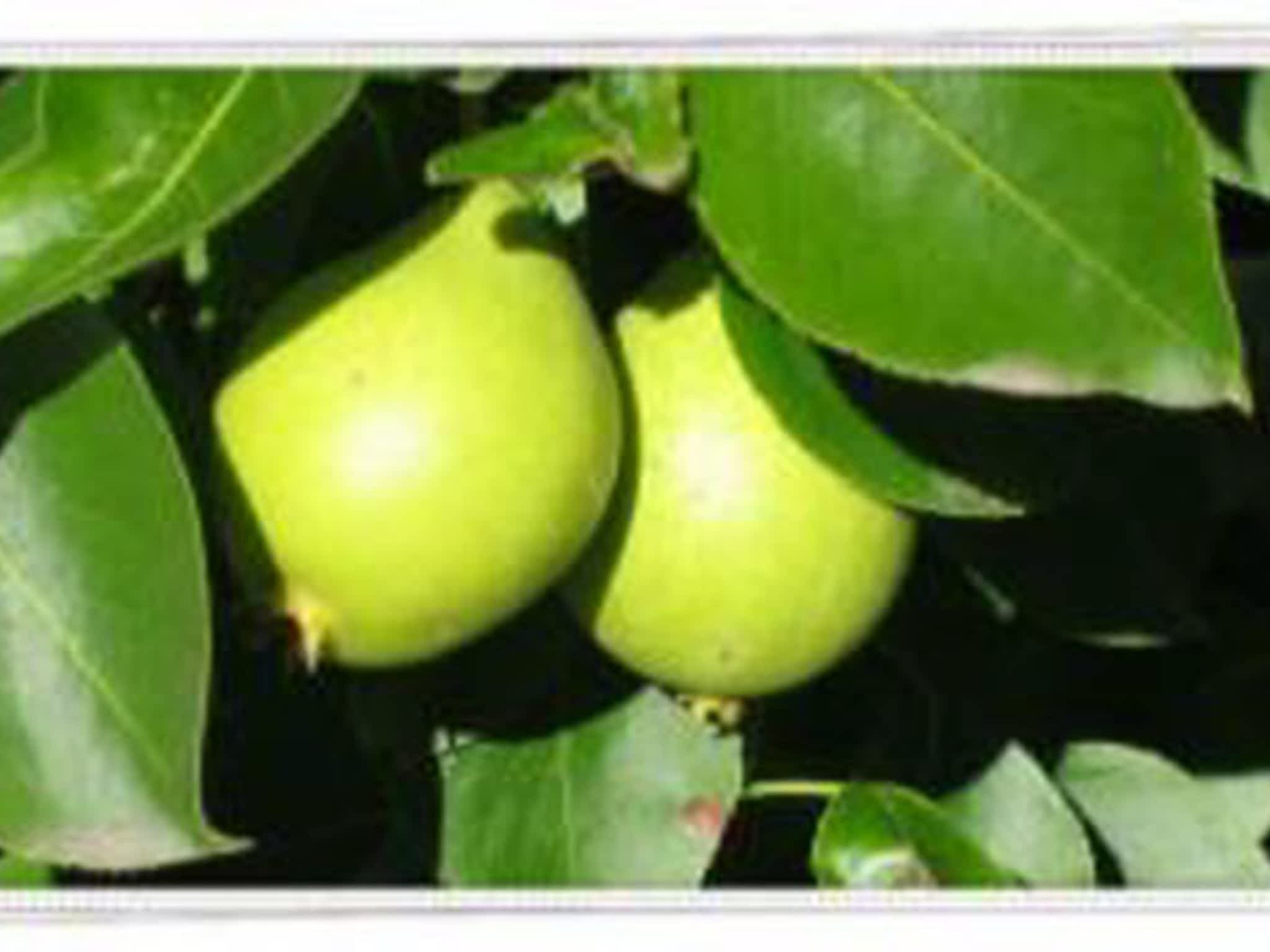 photo Sprout Farms Apple Orchards