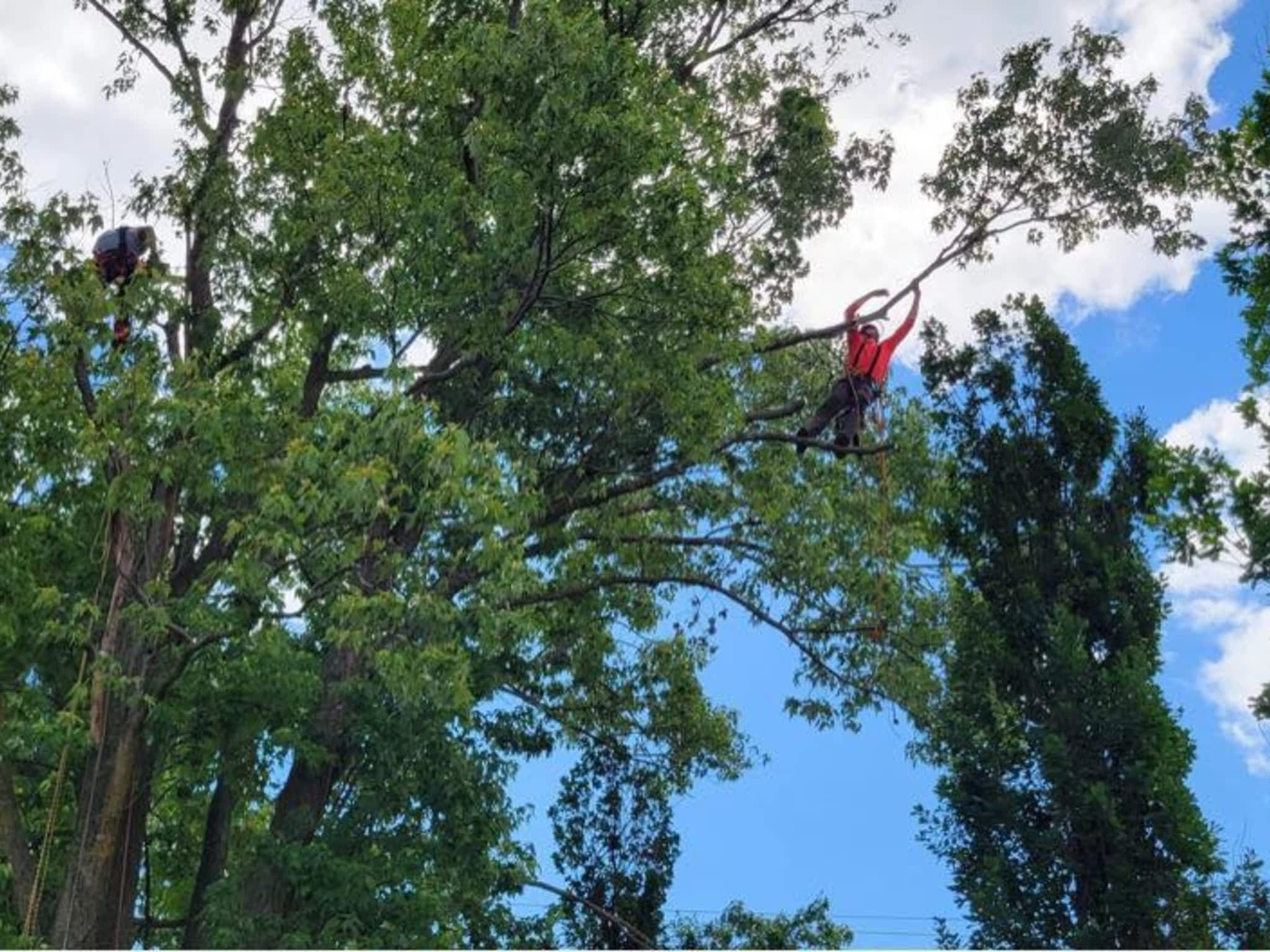 photo Arbre KBT Élagage, émondage et abattage d'arbre