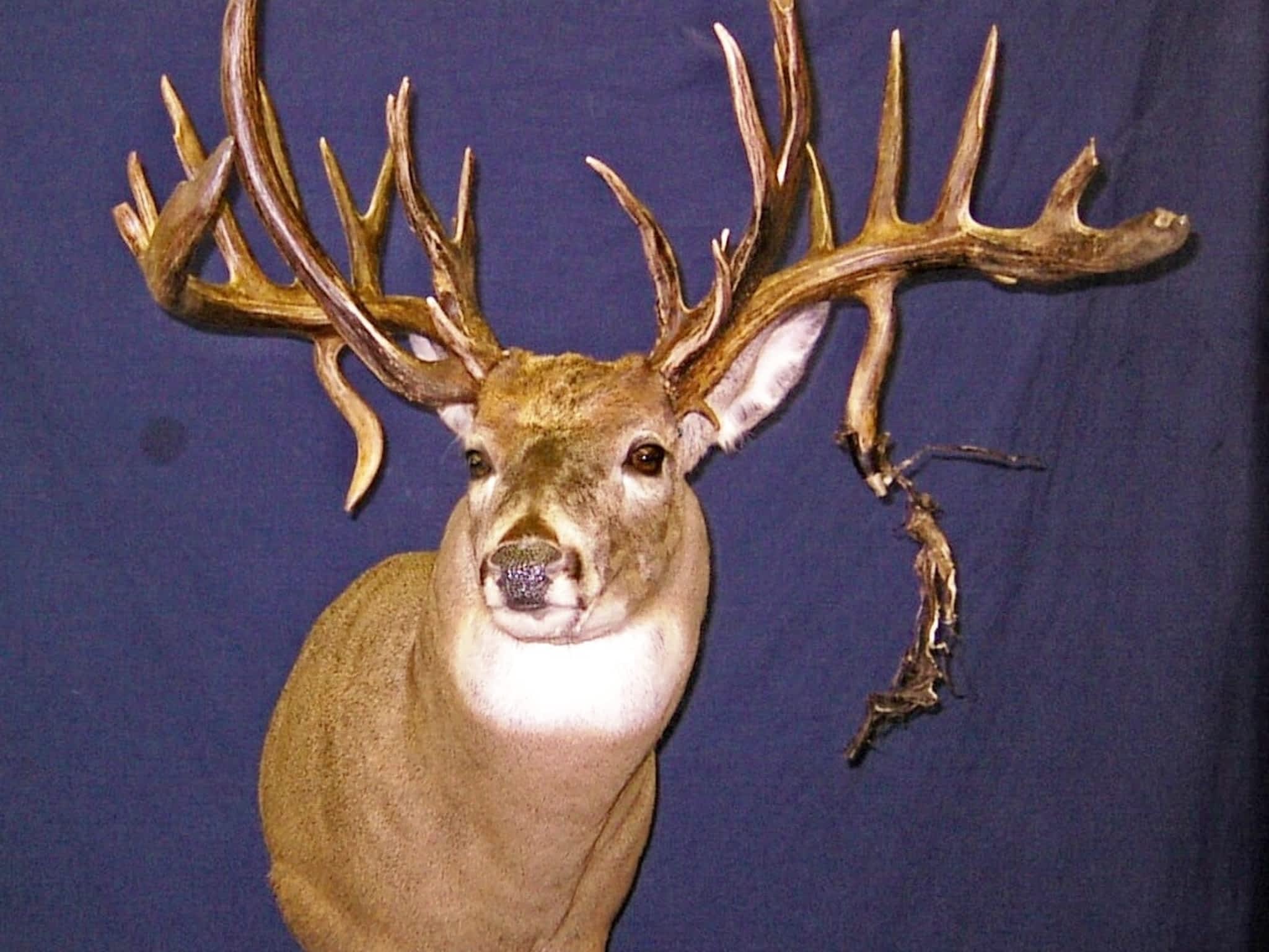 photo Extreme Taxidermy