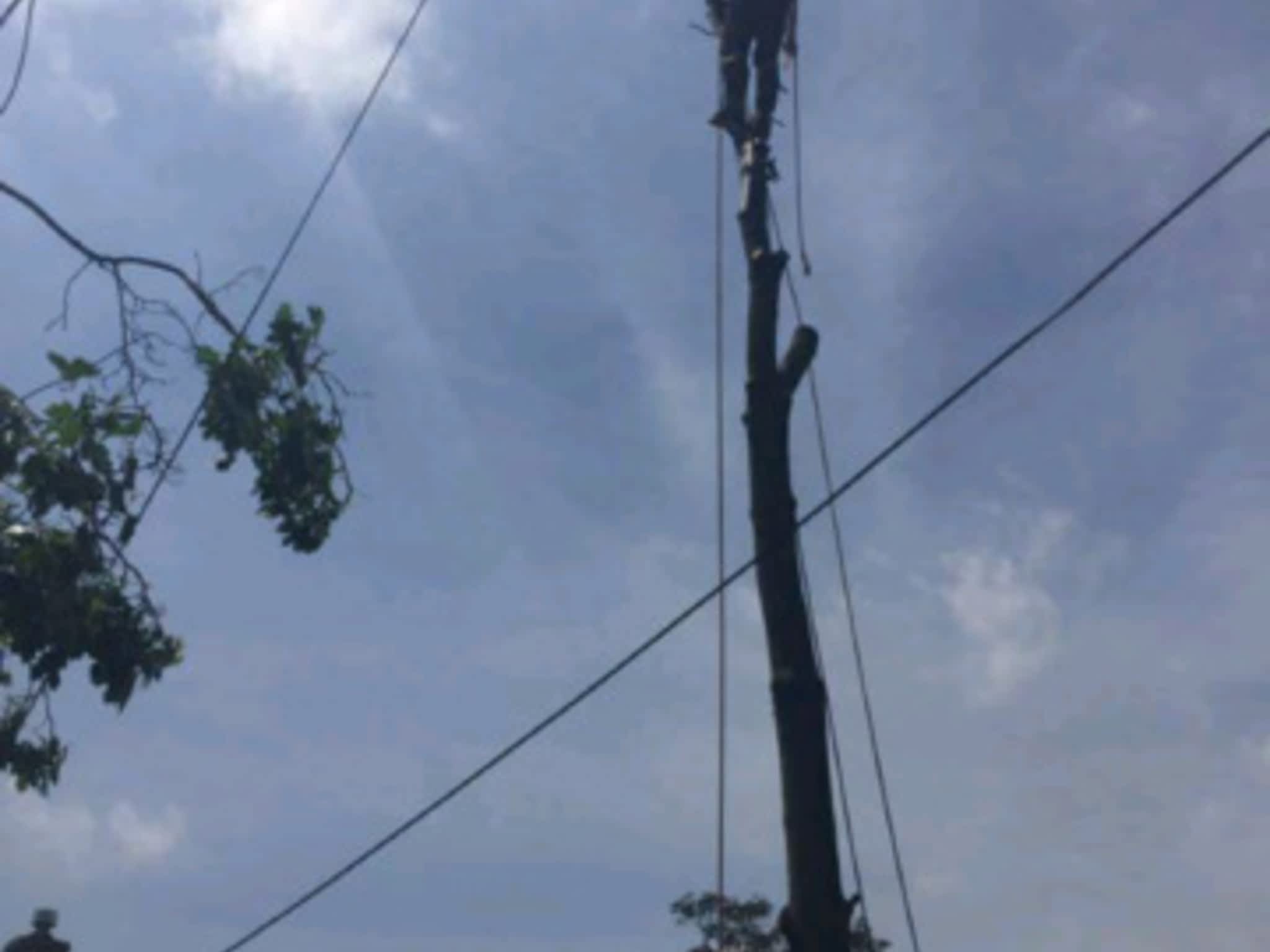 photo Stark's Tree Service