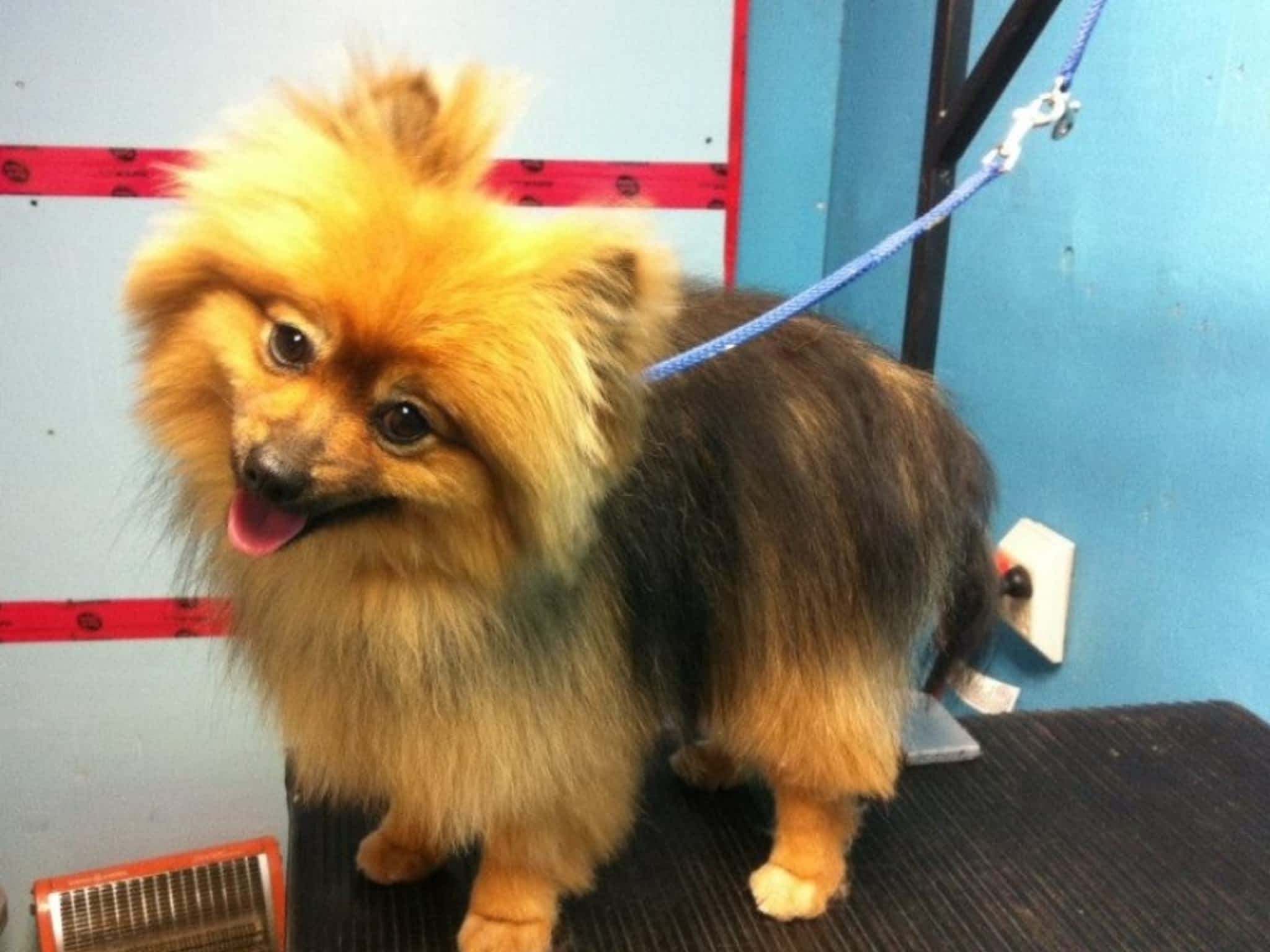 photo Toilettage Bionimo