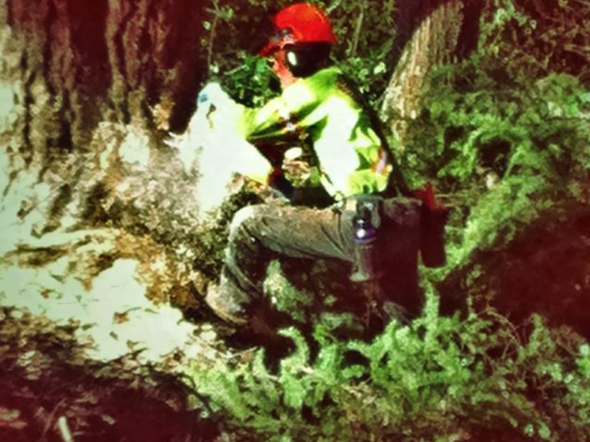 photo Bednesti Tree Services Inc