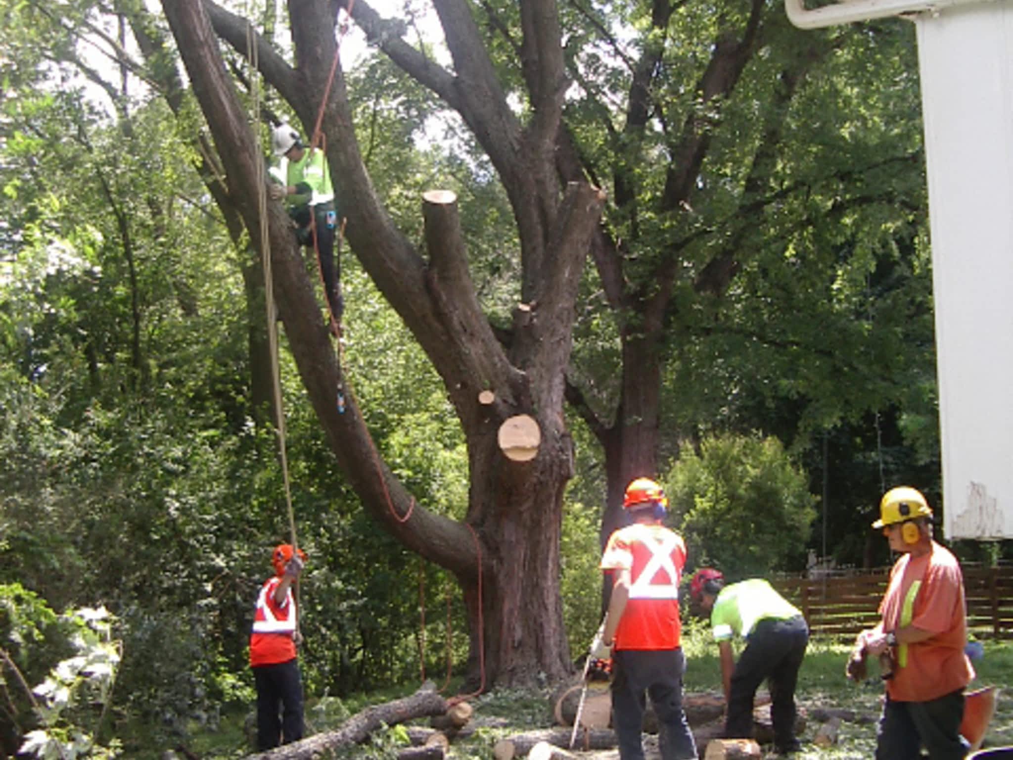 photo Total Tree Care