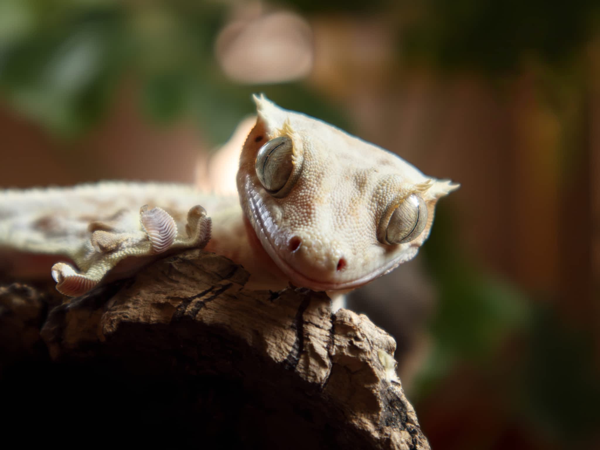 photo Smiling Pet Photography