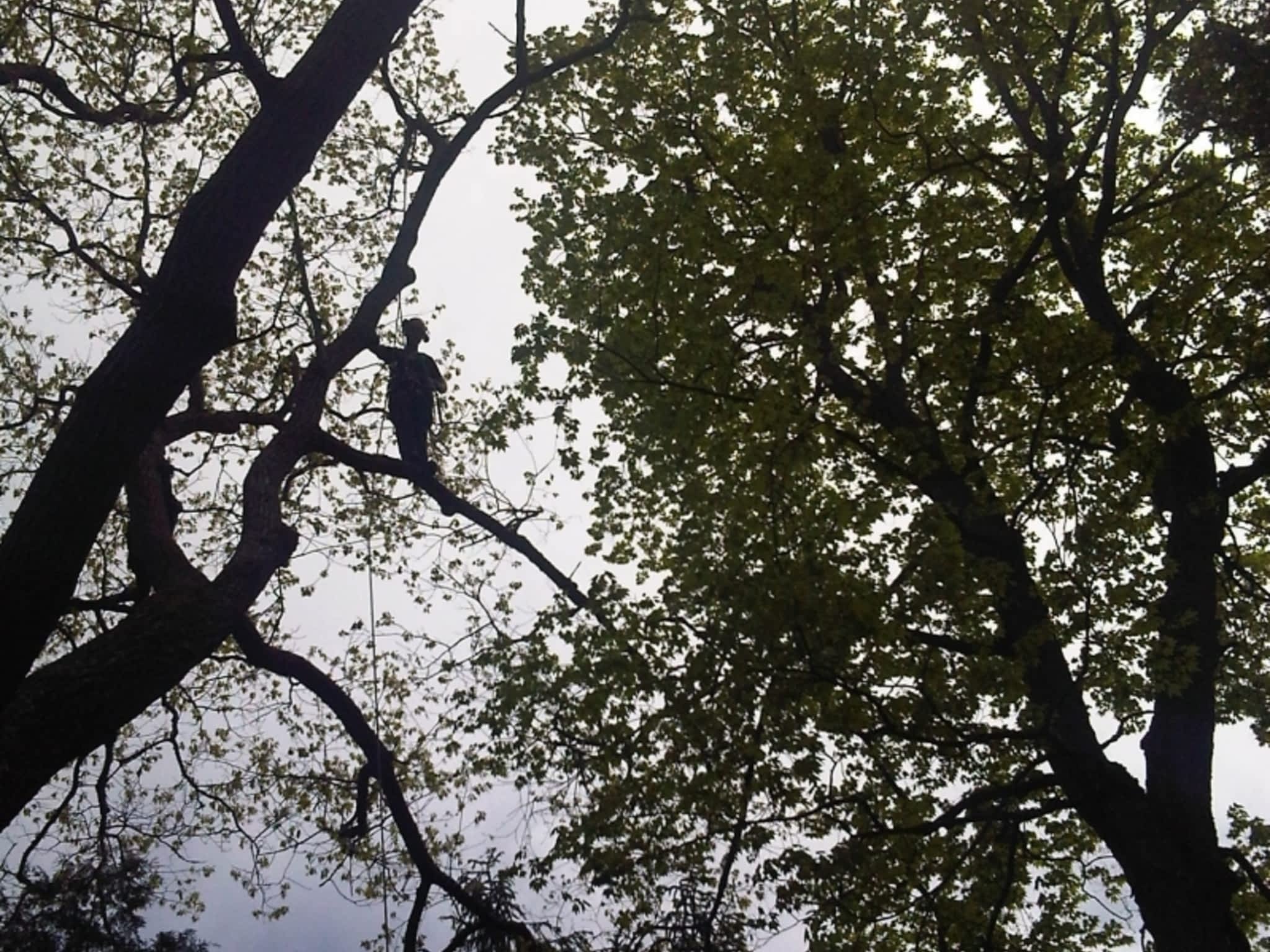 photo County Arborists Inc