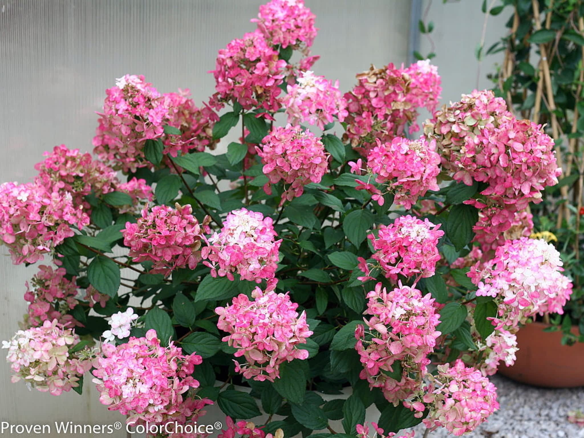 photo Kackenhoff Nurseries Ltd